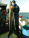 conger fishing no 4