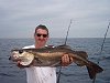 pollack fishing no 2