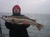 pollack fishing no 3
